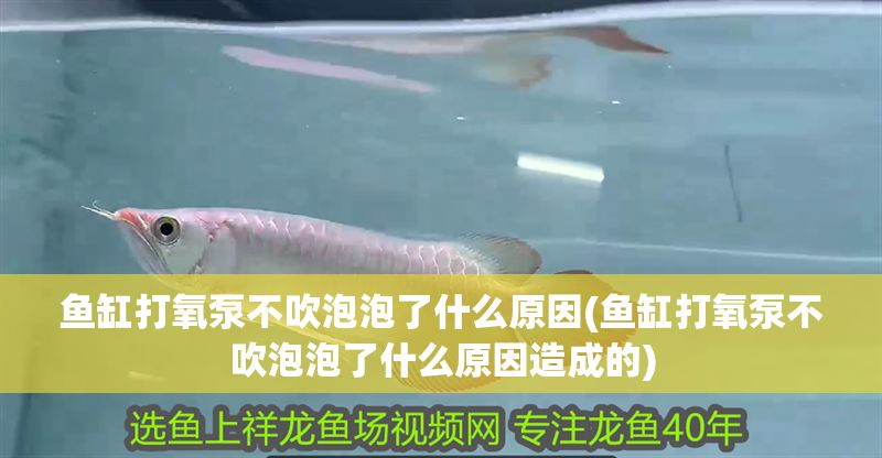 魚缸打氧泵不吹泡泡了什么原因(魚缸打氧泵不吹泡泡了什么原因造成的)