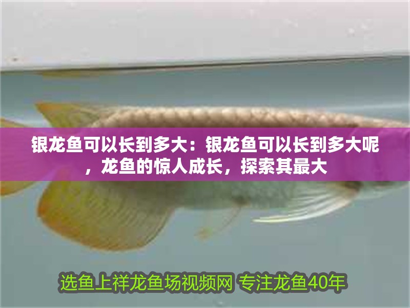 銀龍魚可以長(zhǎng)到多大：銀龍魚可以長(zhǎng)到多大呢，龍魚的驚人成長(zhǎng)，探索其最大