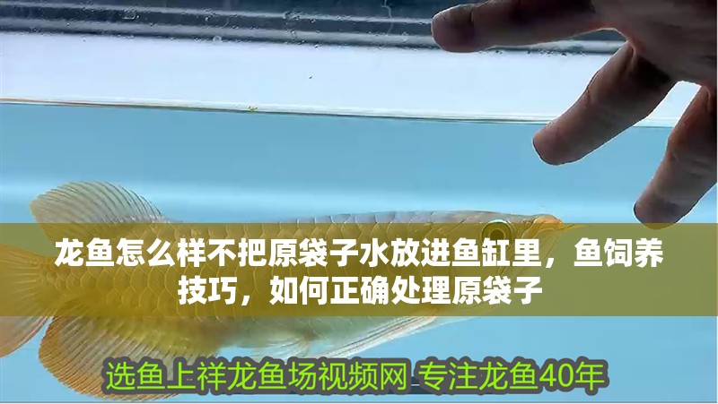 龍魚(yú)怎么樣不把原袋子水放進(jìn)魚(yú)缸里，魚(yú)飼養(yǎng)技巧，如何正確處理原袋子