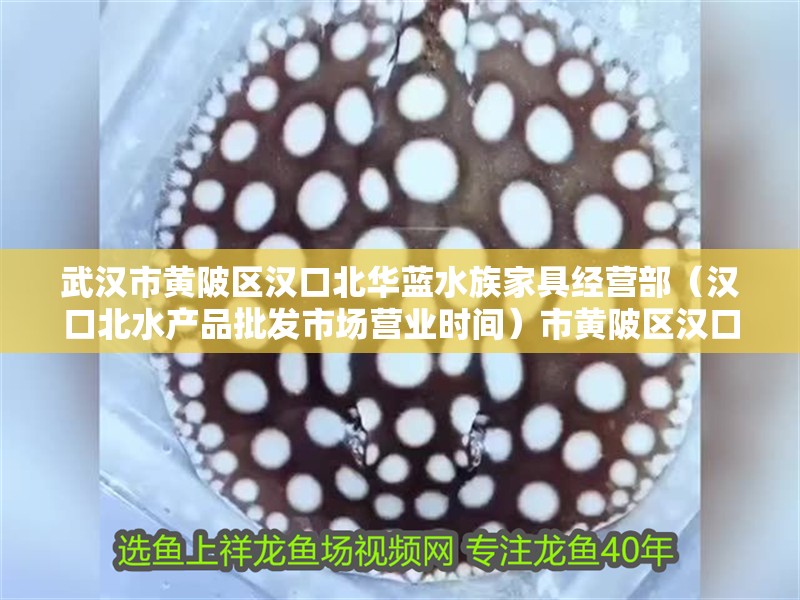 武漢市黃陂區(qū)漢口北華藍水族家具經(jīng)營部（漢口北水產(chǎn)品批發(fā)市場營業(yè)時間）市黃陂區(qū)漢口北華藍水族家具經(jīng)營部營業(yè) 武漢市黃陂區(qū)漢口北華藍水族家具經(jīng)營部（漢口北水產(chǎn)品批發(fā)市場營業(yè)時間）市黃陂區(qū)漢口北華藍水族家具經(jīng)營部營業(yè) 全國水族館企業(yè)名錄 第2張