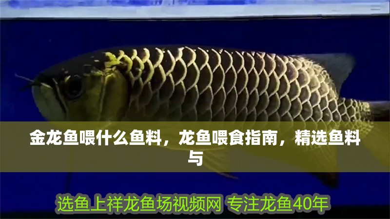 金龍魚喂什么魚料，龍魚喂食指南，精選魚料與