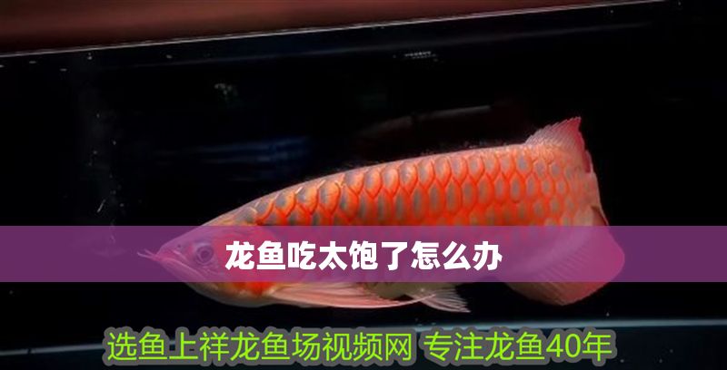 龍魚吃太飽了怎么辦