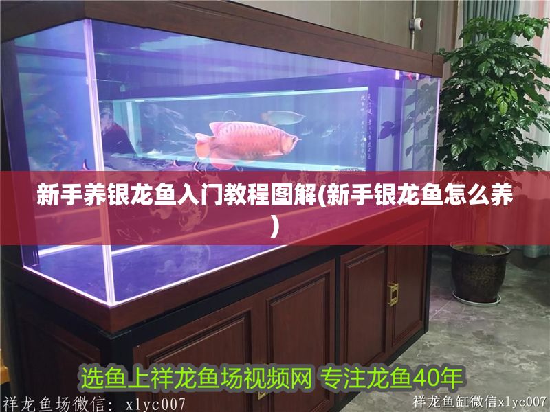 新手養銀龍魚入門教程圖解(新手銀龍魚怎么養) 新手養銀龍魚入門教程圖解(新手銀龍魚怎么養) 銀龍魚百科 第1張