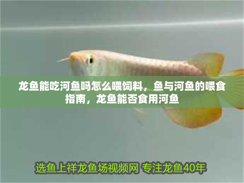 龍魚能吃河魚嗎怎么喂飼料，魚與河魚的喂食指南，龍魚能否食用河魚