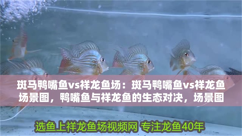 斑馬鴨嘴魚vs祥龍魚場：斑馬鴨嘴魚vs祥龍魚場景圖，鴨嘴魚與祥龍魚的生態對決，場景圖賞析