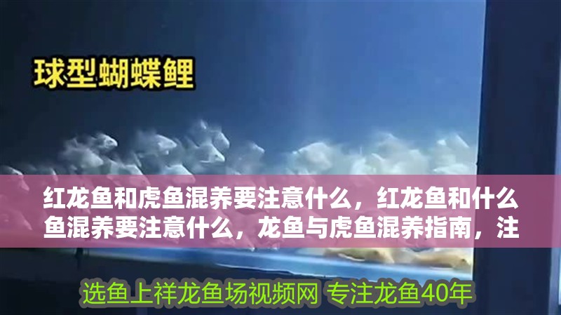紅龍魚和虎魚混養要注意什么，紅龍魚和什么魚混養要注意什么，龍魚與虎魚混養指南，注意事項及最佳伙伴選擇