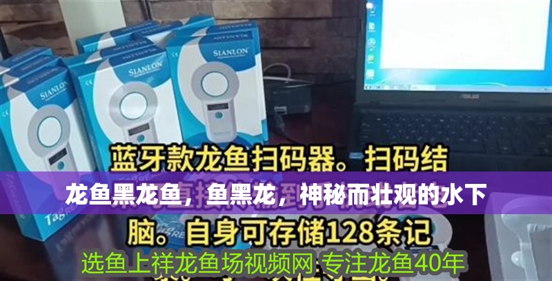 龍魚黑龍魚，魚黑龍，神秘而壯觀的水下 龍魚黑龍魚，魚黑龍，神秘而壯觀的水下 龍魚百科 第4張