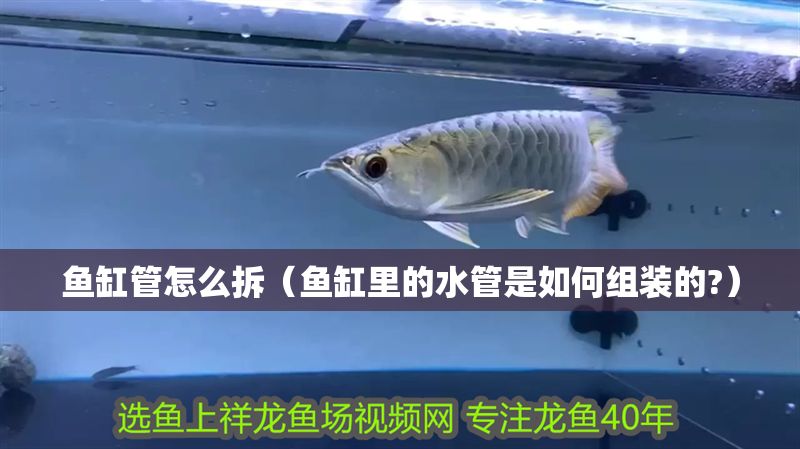 魚缸管怎么拆(魚缸里的水管是如何組裝的?) 錦鯉魚百科 第1張 魚缸管怎么拆(魚缸里的水管是如何組裝的?) 魚缸管怎么拆(魚缸里的水管是如何組裝的?) 錦鯉魚百科 第1張