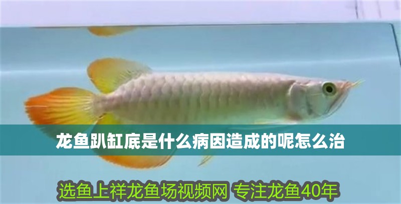 龍魚趴缸底是什么病因造成的呢怎么治