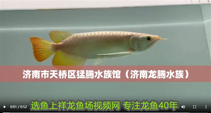 濟南市天橋區猛騰水族館（濟南龍騰水族） 濟南市天橋區猛騰水族館（濟南龍騰水族） 全國水族館企業名錄 第2張
