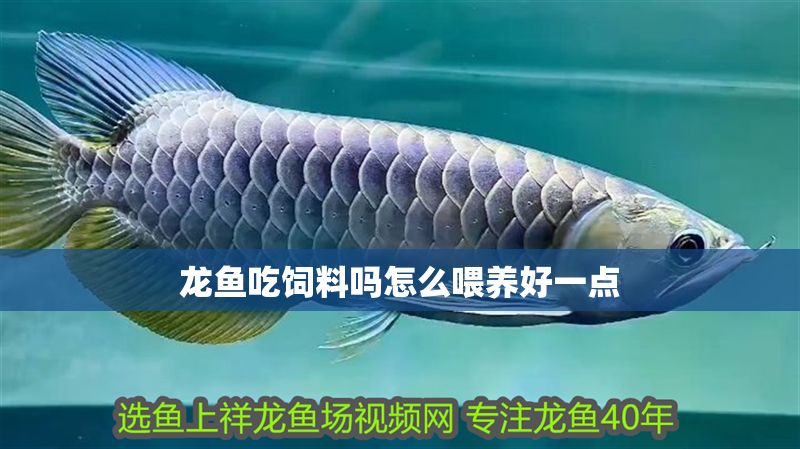 龍魚吃飼料嗎怎么喂養好一點 龍魚百科 第2張 龍魚吃飼料嗎怎么喂養好一點 龍魚吃飼料嗎怎么喂養好一點 龍魚百科 第2張