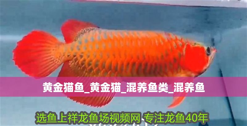 黃金貓魚_黃金貓_混養魚類_混養魚