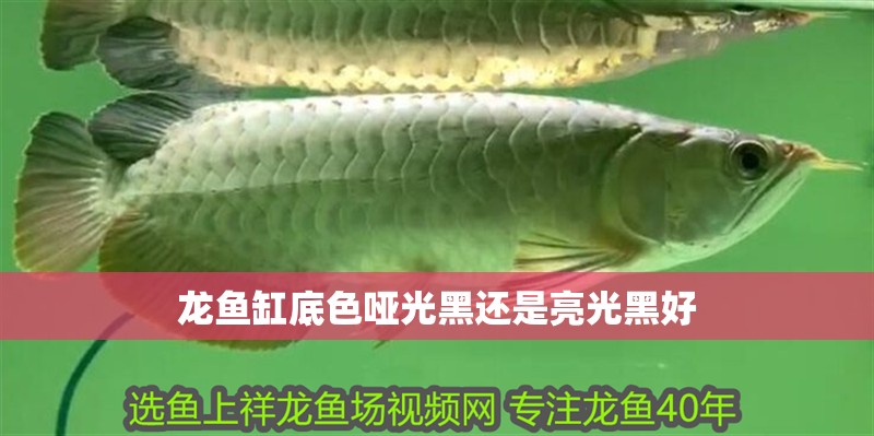 龍魚缸底色啞光黑還是亮光黑好