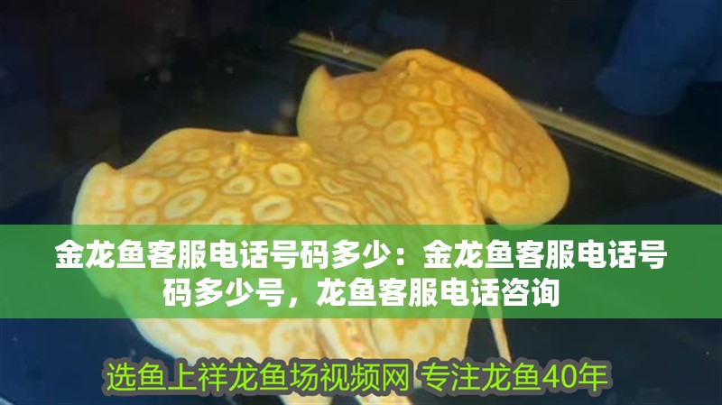 金龍魚(yú)客服電話(huà)號(hào)碼多少：金龍魚(yú)客服電話(huà)號(hào)碼多少號(hào)，龍魚(yú)客服電話(huà)咨詢(xún)