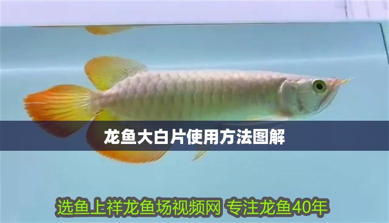 龍魚(yú)大白片使用方法圖解