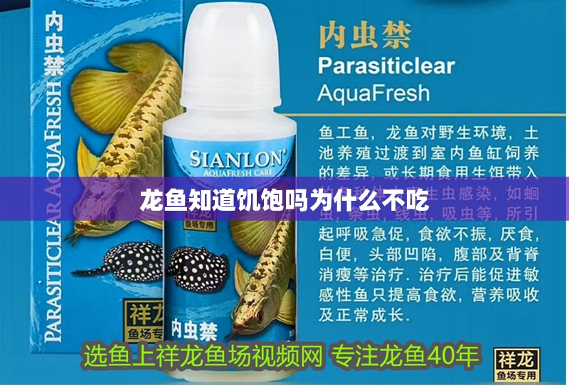 龍魚知道饑飽嗎為什么不吃 龍魚知道饑飽嗎為什么不吃 龍魚百科 第2張