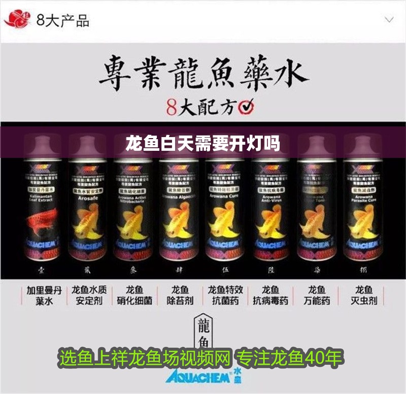 龍魚白天需要開燈嗎