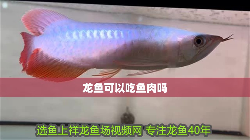 龍魚可以吃魚肉嗎