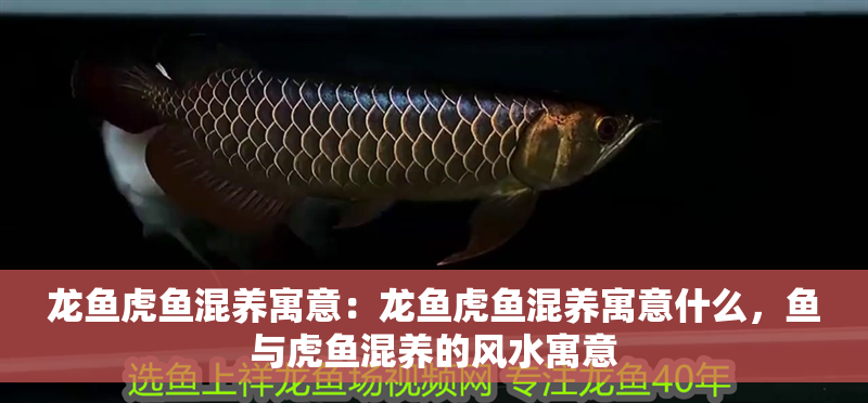 龍魚虎魚混養(yǎng)寓意：龍魚虎魚混養(yǎng)寓意什么，魚與虎魚混養(yǎng)的風水寓意