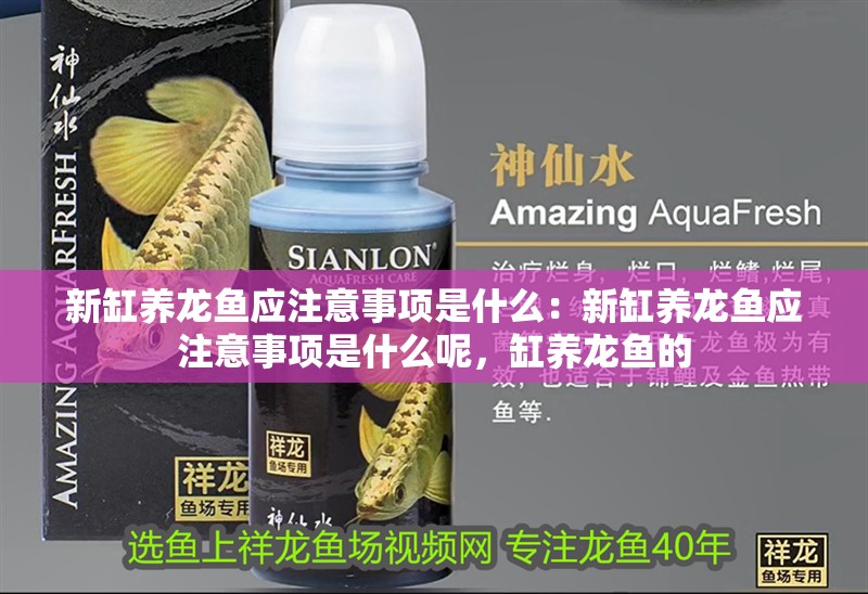 新缸養(yǎng)龍魚應(yīng)注意事項是什么：新缸養(yǎng)龍魚應(yīng)注意事項是什么呢，缸養(yǎng)龍魚的