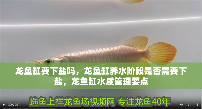 龍魚缸要下鹽嗎，龍魚缸養(yǎng)水階段是否需要下鹽，龍魚缸水質(zhì)管理要點(diǎn)