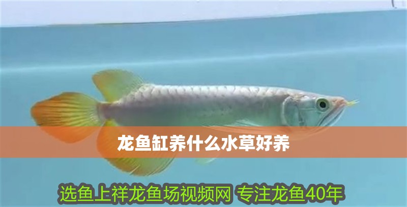 龍魚缸養什么水草好養 龍魚缸養什么水草好養 龍魚百科 第2張