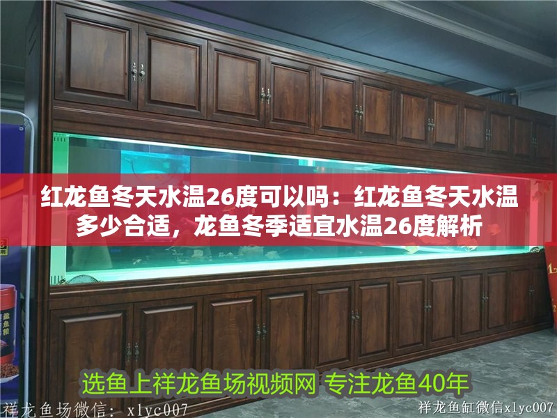 紅龍魚冬天水溫26度可以嗎：紅龍魚冬天水溫多少合適，龍魚冬季適宜水溫26度解析