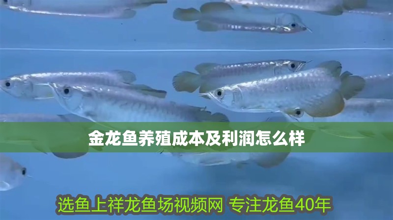 金龍魚養(yǎng)殖成本及利潤(rùn)怎么樣