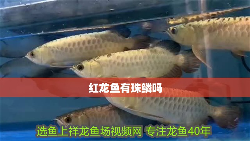 紅龍魚有珠鱗嗎