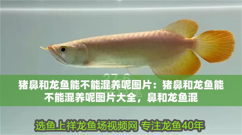 豬鼻和龍魚能不能混養(yǎng)呢圖片：豬鼻和龍魚能不能混養(yǎng)呢圖片大全，鼻和龍魚混