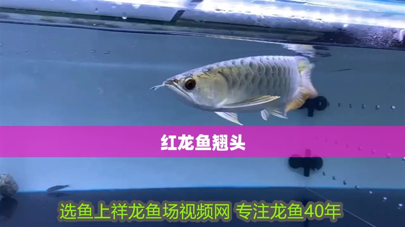 紅龍魚翹頭 龍魚百科 第4張 紅龍魚翹頭 紅龍魚翹頭 龍魚百科 第4張
