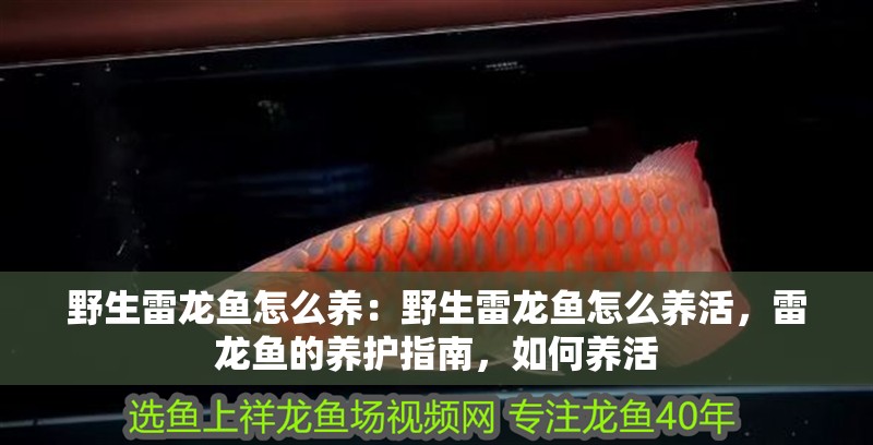 野生雷龍魚怎么養：野生雷龍魚怎么養活，雷龍魚的養護指南，如何養活