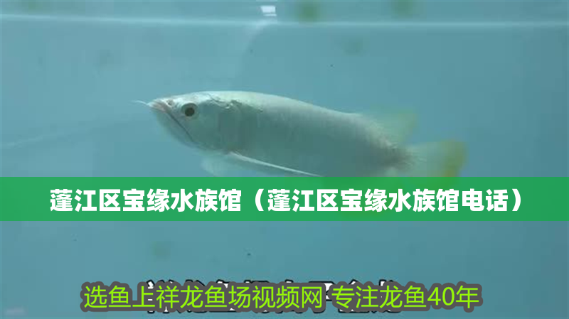 蓬江區(qū)寶緣水族館（蓬江區(qū)寶緣水族館電話）