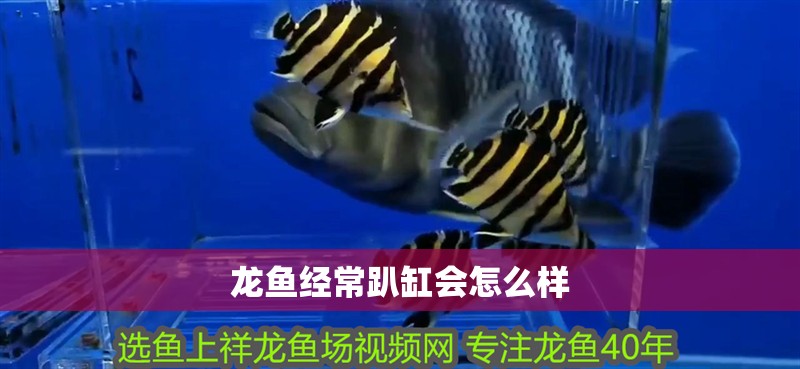 龍魚經常趴缸會怎么樣