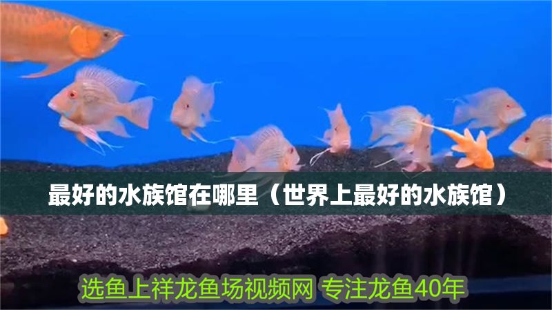 最好的水族館在哪里（世界上最好的水族館）