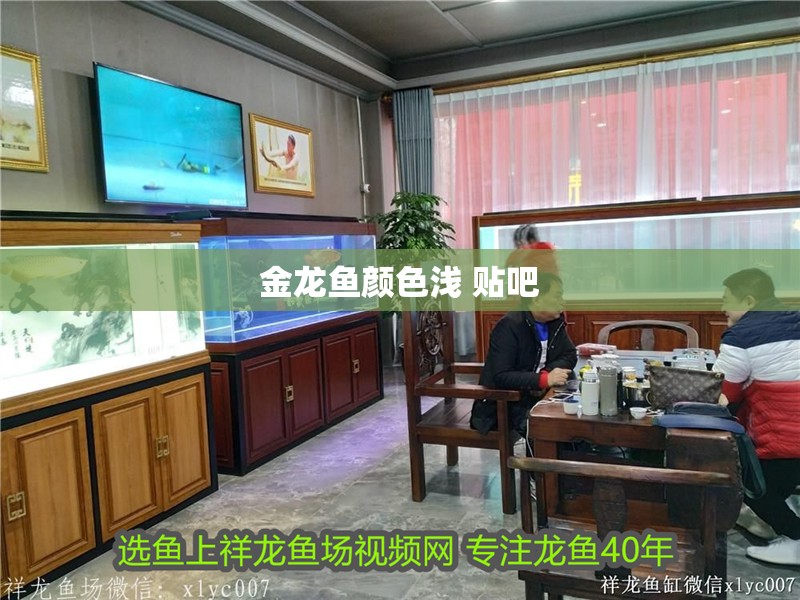 金龍魚顏色淺 貼吧