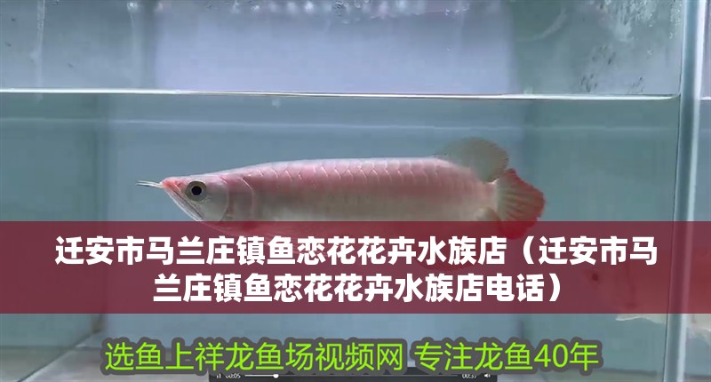 遷安市馬蘭莊鎮魚戀花花卉水族店（遷安市馬蘭莊鎮魚戀花花卉水族店電話）