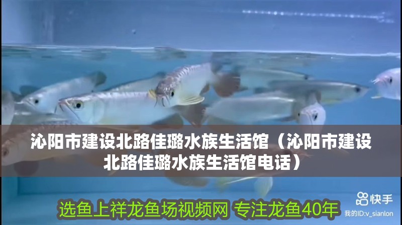 沁陽市建設北路佳璐水族生活館（沁陽市建設北路佳璐水族生活館電話）