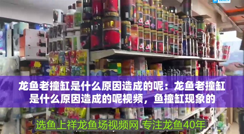 龍魚老撞缸是什么原因造成的呢：龍魚老撞缸是什么原因造成的呢視頻，魚撞缸現(xiàn)象的