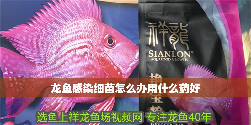 龍魚(yú)感染細(xì)菌怎么辦用什么藥好