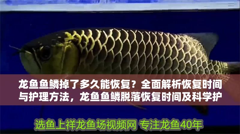 龍魚魚鱗掉了多久能恢復(fù)？全面解析恢復(fù)時間與護理方法，龍魚魚鱗脫落恢復(fù)時間及科學護理指南