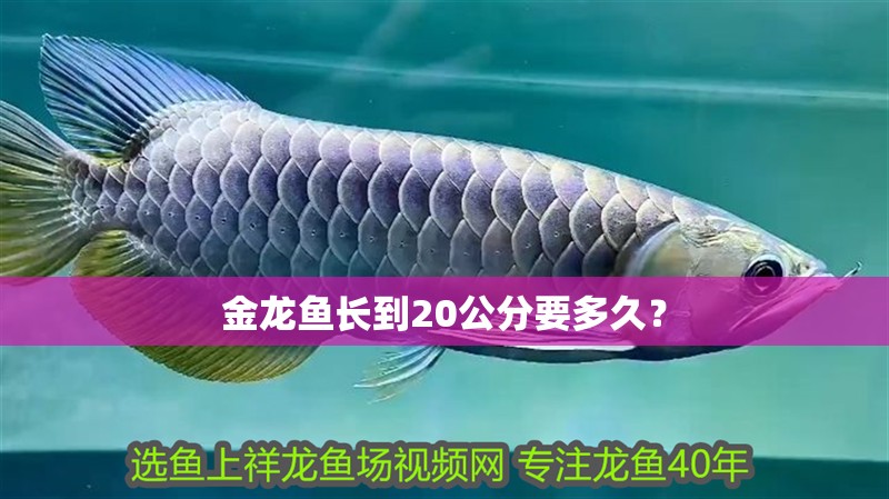 金龍魚長到20公分要多久？ 金龍魚長到20公分要多久？ 龍魚百科 第4張