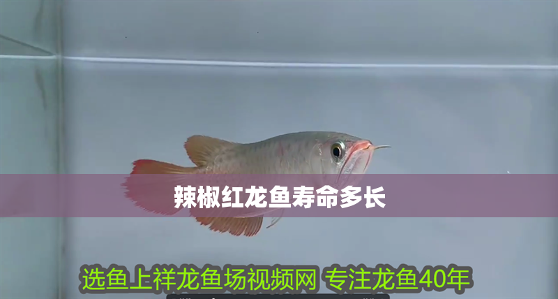 辣椒紅龍魚壽命多長