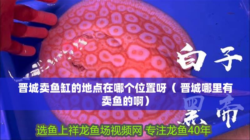 晉城賣魚缸的地點(diǎn)在哪個(gè)位置呀（ 晉城哪里有賣魚的啊）