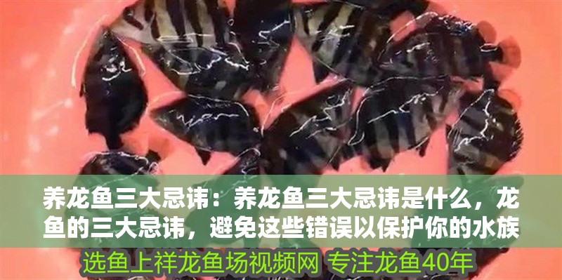 養龍魚三大忌諱：養龍魚三大忌諱是什么，龍魚的三大忌諱，避免這些錯誤以保護你的水族