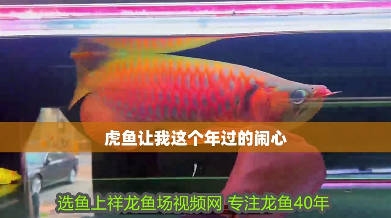 虎魚讓我這個年過的鬧心