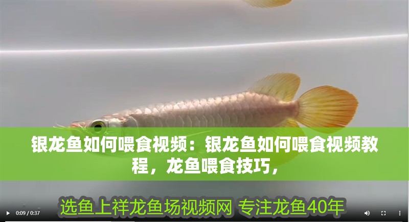 銀龍魚如何喂食視頻：銀龍魚如何喂食視頻教程，龍魚喂食技巧，