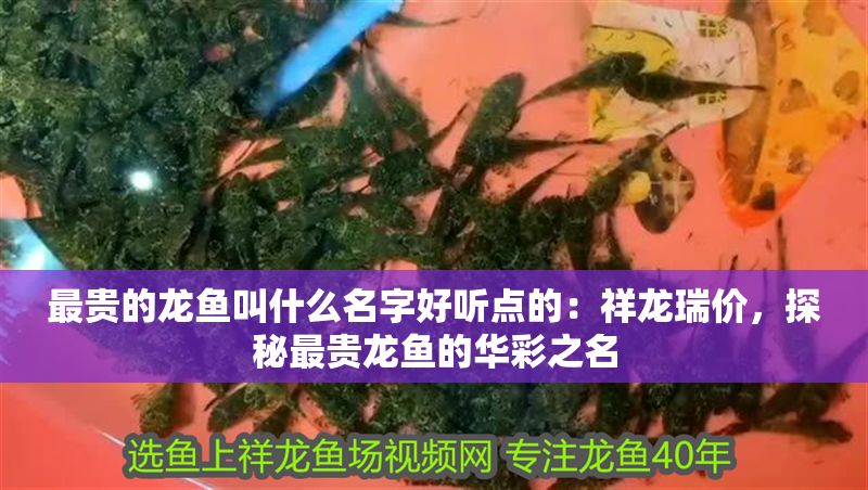 最貴的龍魚叫什么名字好聽點的：祥龍瑞價，探秘最貴龍魚的華彩之名
