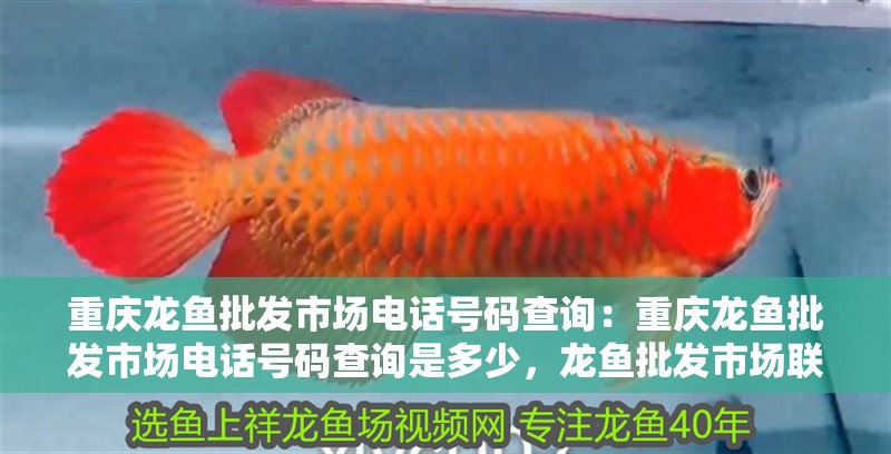 重慶龍魚批發市場電話號碼查詢：重慶龍魚批發市場電話號碼查詢是多少，龍魚批發市場聯系方式查詢 重慶龍魚批發市場電話號碼查詢：重慶龍魚批發市場電話號碼查詢是多少，龍魚批發市場聯系方式查詢 水族問答