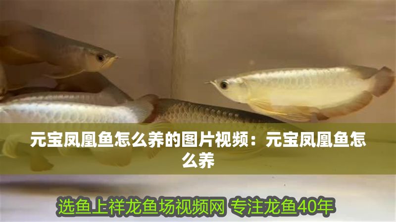 元寶鳳凰魚怎么養(yǎng)的圖片視頻：元寶鳳凰魚怎么養(yǎng)